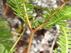 Dicranopteris linearis linearis
