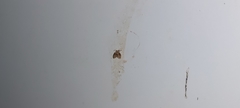 Clogmia albipunctata