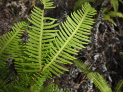 Dicranopteris linearis linearis