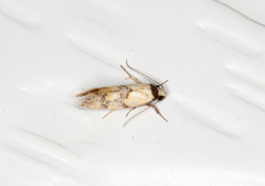 Euphiltra celeteria