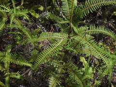 Dicranopteris linearis linearis