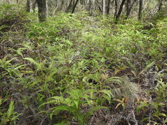 Dicranopteris linearis linearis