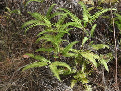 Dicranopteris linearis linearis