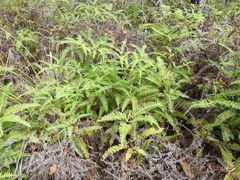 Dicranopteris linearis linearis