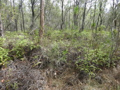 Dicranopteris linearis linearis