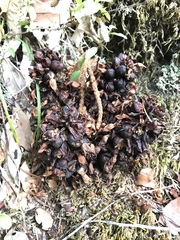 Kopsiopsis strobilacea