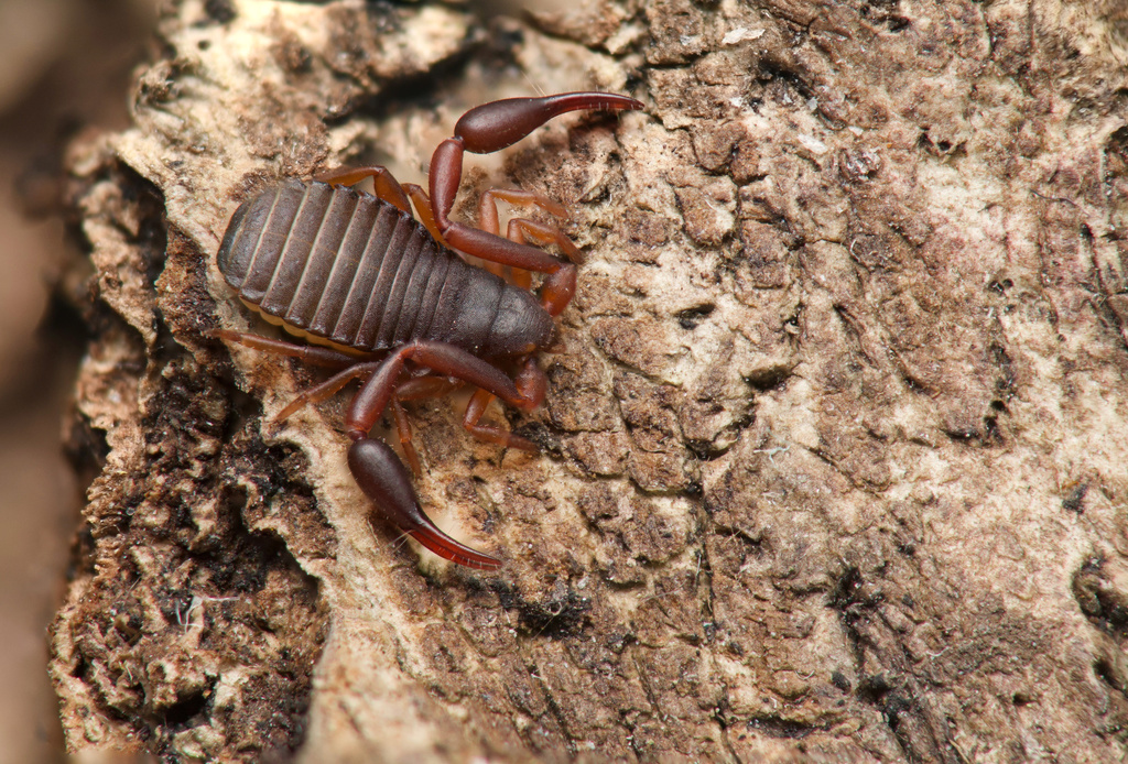 Mesochelifer
