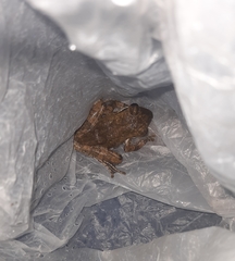 Polypedates cruciger