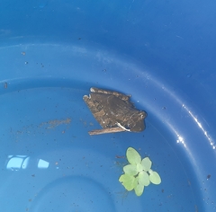 Polypedates cruciger