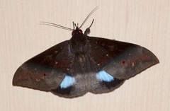 Ischyja hemiphaea