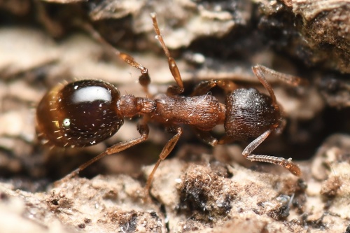 Temnothorax corticalisTemnothorax corticalis