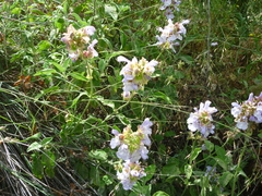 Salvia pomifera