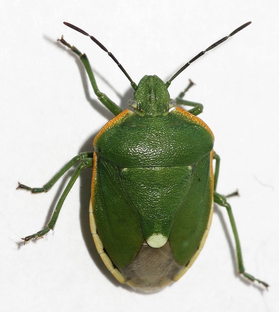 Chlorochroa reuteriana