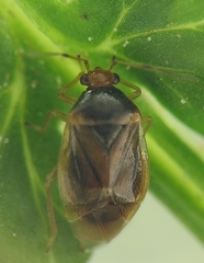 Monalocoris filicis
