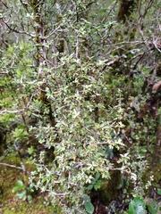 Pittosporum divaricatum