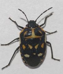 Eurydema herbacea