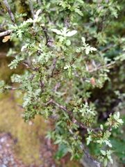 Pittosporum divaricatum