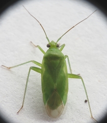 Lygocoris pabulinus