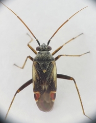 Polymerus cognatus