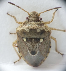 Stagonomus bipunctatus