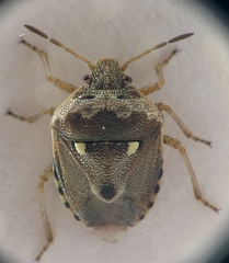 Stagonomus bipunctatus