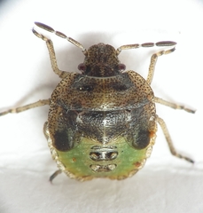 Stagonomus bipunctatus