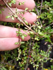 Coprosma depressa