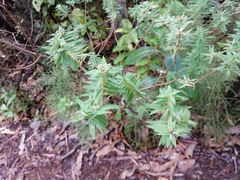 Pimelea tomentosa