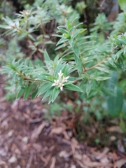 Pimelea tomentosa