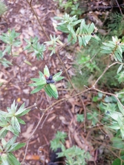 Pimelea tomentosa