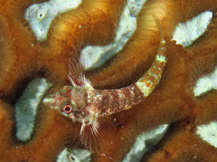 Enneapterygius similis