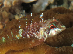Enneapterygius similis