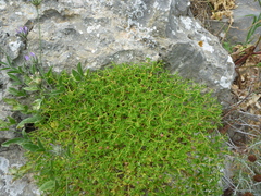 Euphorbia acanthothamnos