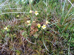 Euphrasia cockayneana