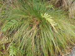 Schoenus pauciflorus