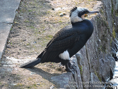 Phalacrocorax carbo