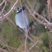 Steller's × Blue Jay - Photo (c) jacobrud, some rights reserved (CC BY-NC)