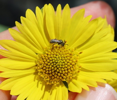 Lasioglossum impavidum