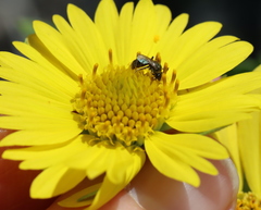 Lasioglossum impavidum