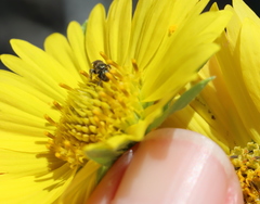 Lasioglossum impavidum