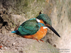 Alcedo atthis
