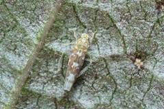 Tautoneura polymitusa