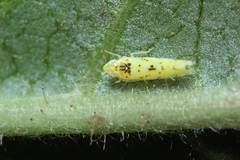 Limassolla multipunctata