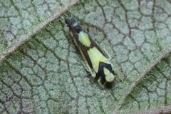 Aguriahana triangularis