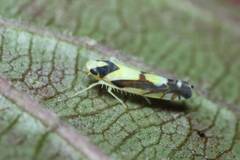 Aguriahana triangularis