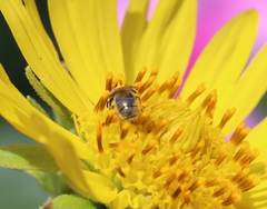 Lasioglossum impavidum