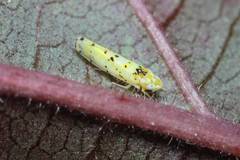 Limassolla multipunctata