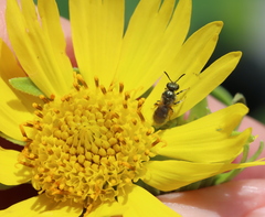 Lasioglossum impavidum