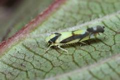 Aguriahana triangularis