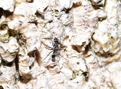 Iridomyrmex mayri